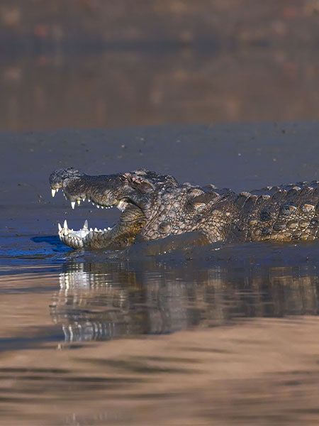 Crocodile in Satpura National Park