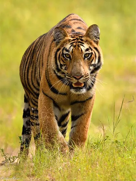 Tiger walking through grassland during a wildlife safari at Churna Forest