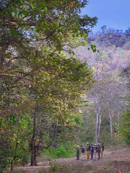 Nature Walk Satpura park