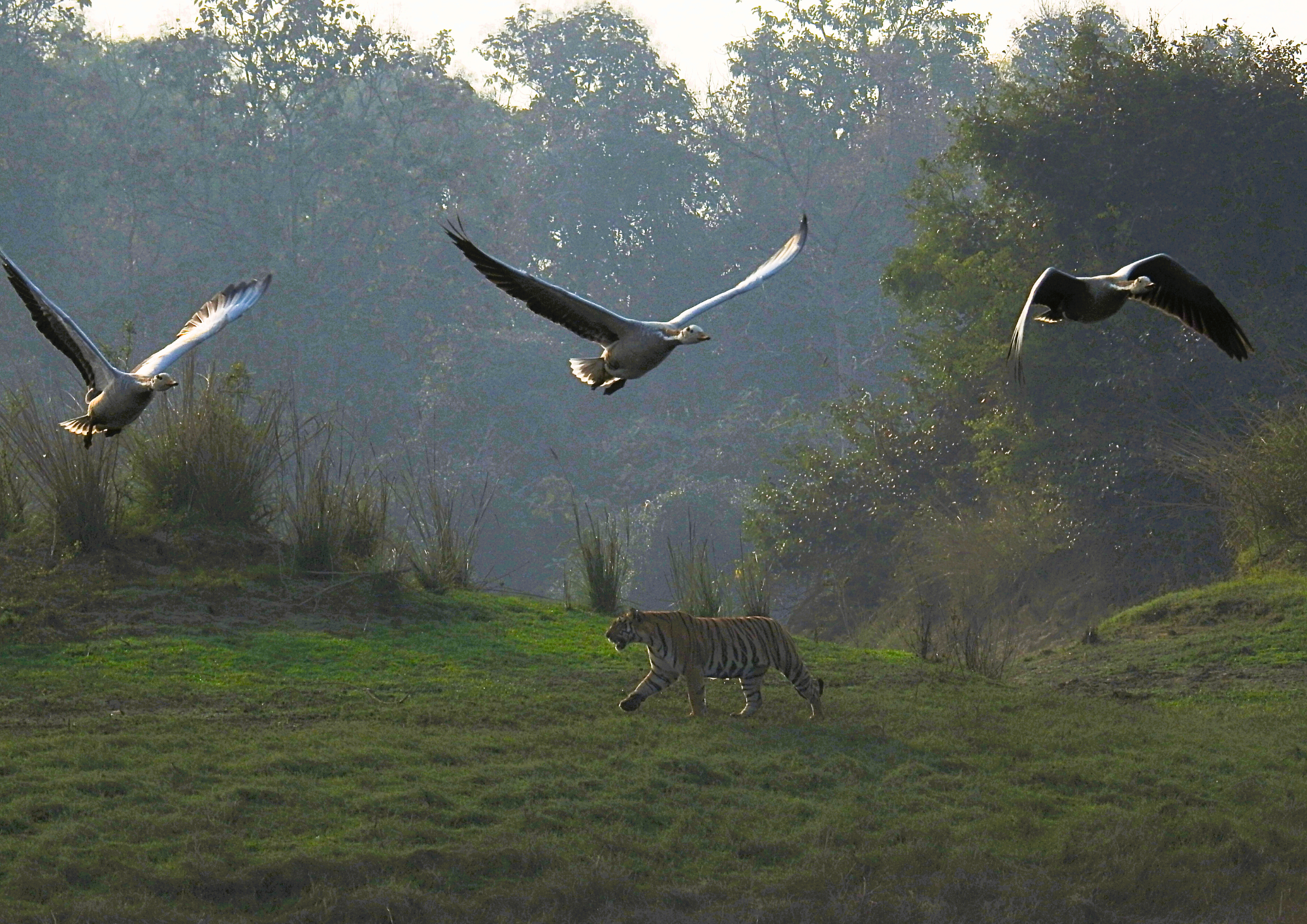 gates and zones of satpura