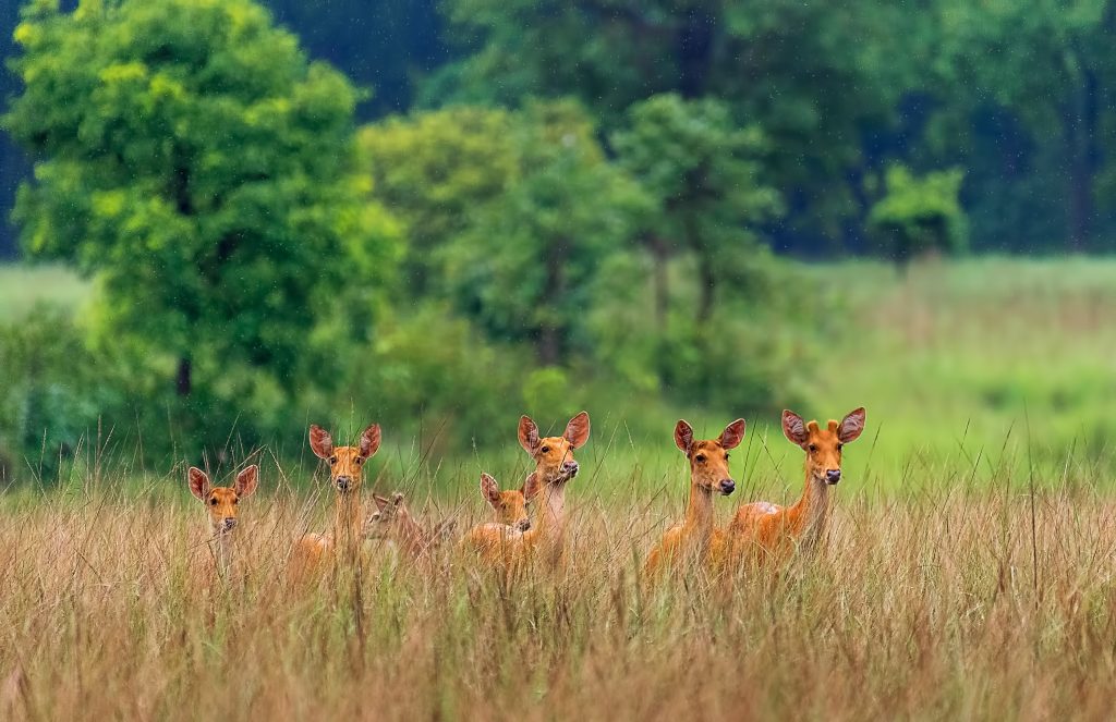 Deer in Satpura 