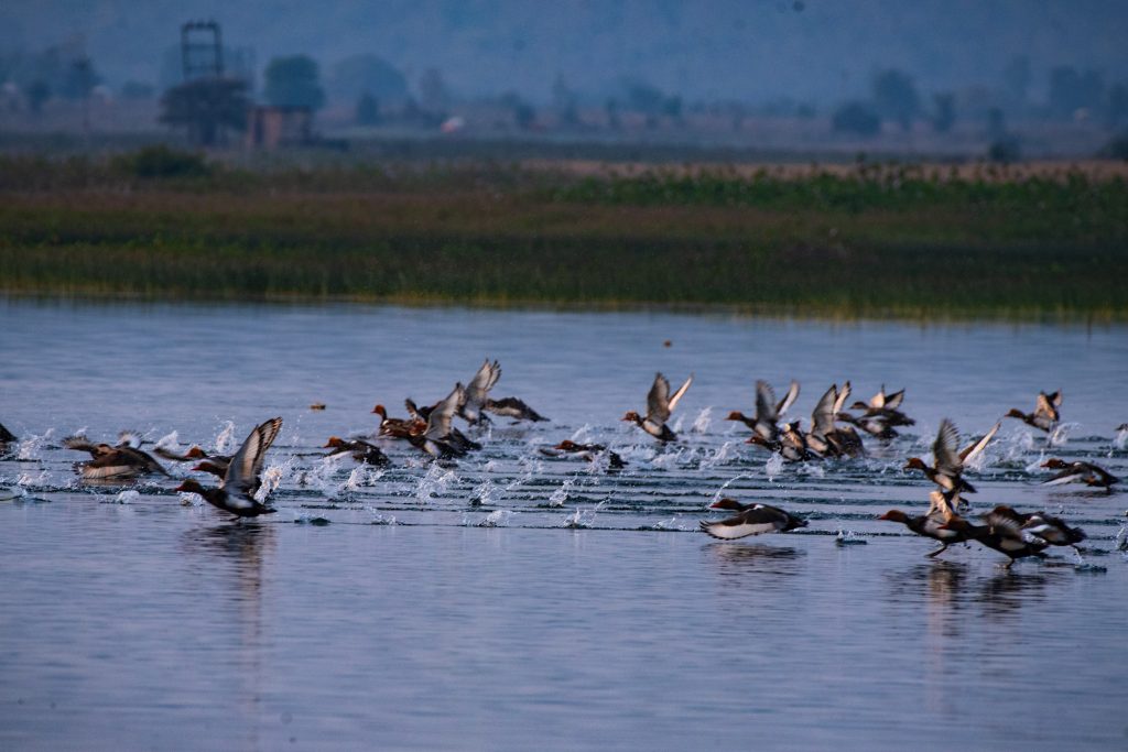 migratory birds in Satpura 