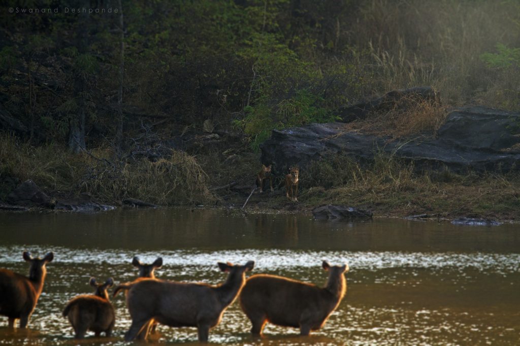 Satpura National Park