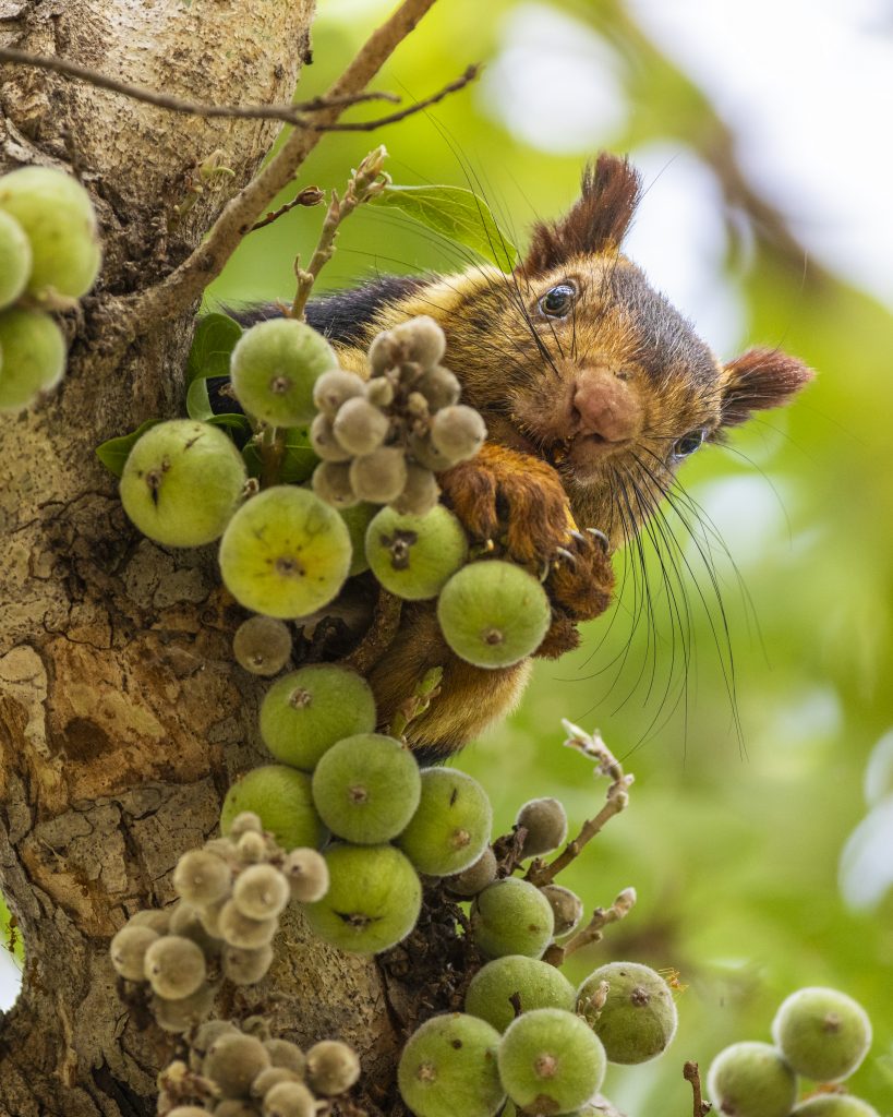 squirrels in Satpura National Park