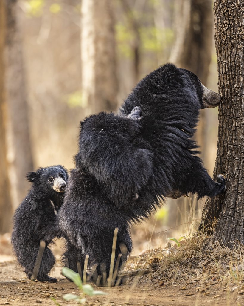 sloth bears in Satpura National Park