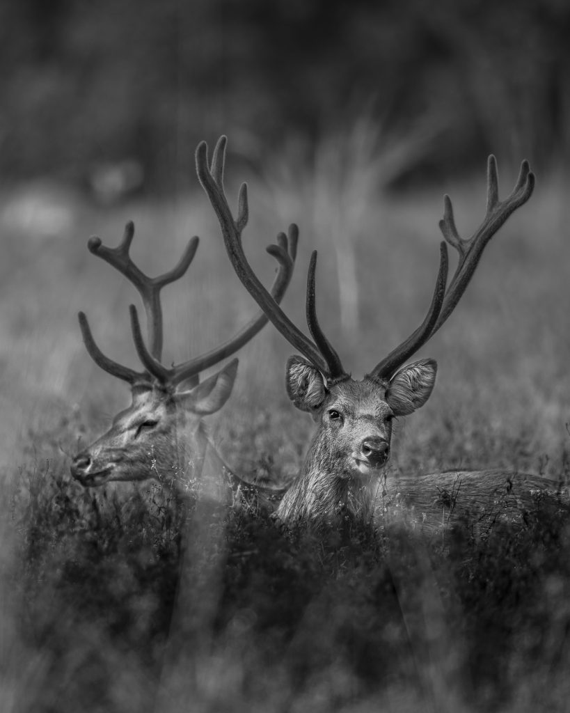 Barasingha in Satpura National Park