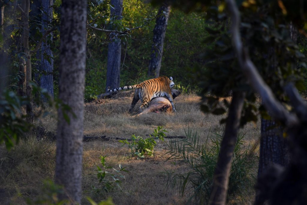 Satpura National Park