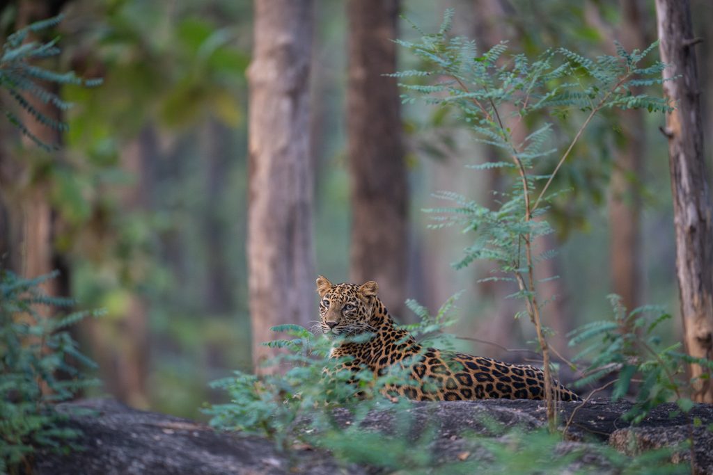 leopards in Satpura National Park