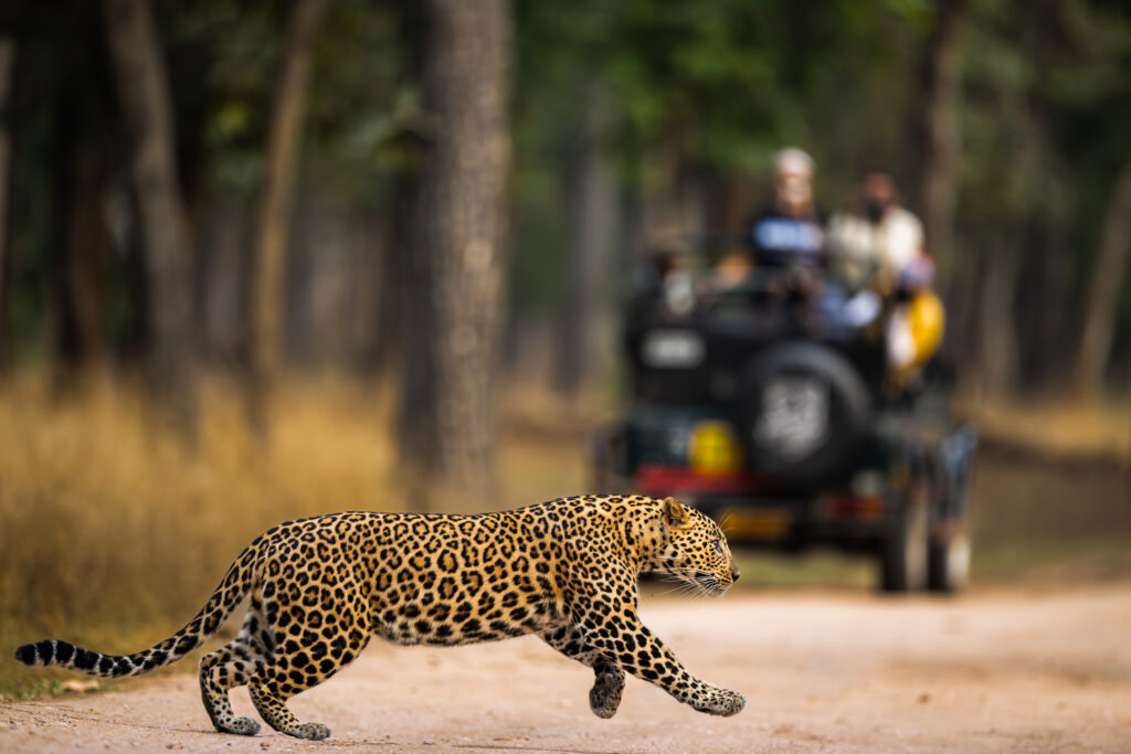 Jeep Safari in Satpura National Park