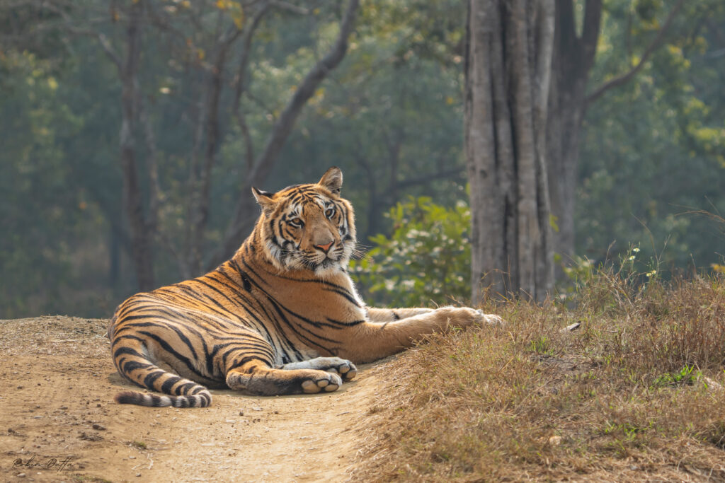 Tiger in satpura tiger reserve